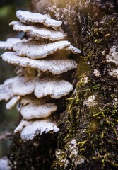 moss on tree