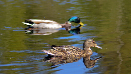 a family of ducks swims on the water