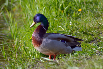 male duck in the grass
