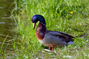 male duck in the grass