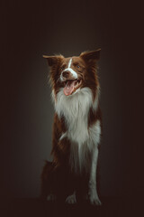 Happy border collie dog. Studio shot.