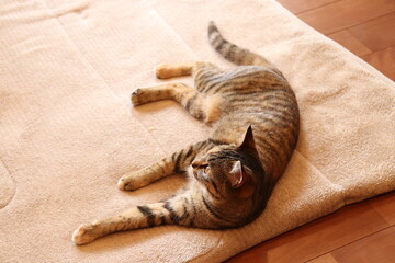 マットの上で寝る猫