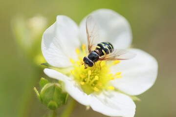 bee on a flower