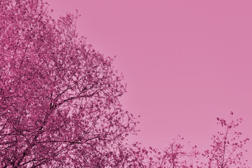 Crowns of trees against the sky on a spring day. Natural background pink color toned with copy space