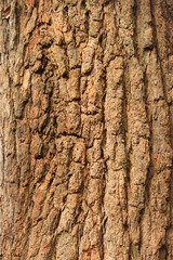 Close up of the texture on tree bark