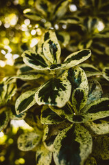 Green and yellow leaves