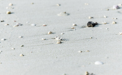 Tiny white crab on sand of Maldives