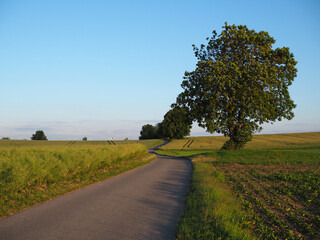 arbre, champs et chemin au coucher du soleil - Suisse