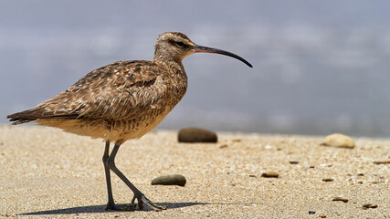 wildlife photo of a Whimbrel (Numenius phaeopus) at the pacific shore in Peru