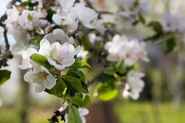 Blooming apple tree in springtime. Close-up. Soft focus.