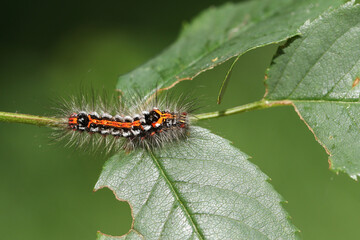 A pretty Yellow-tail Moth Caterpillar, Euproctis similis, feeding on the leaves of a Dog Rose, Rosa canina, growing in the countryside in the UK.
