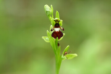 Obraz premium A beautiful wild Fly Orchid, Ophrys insectifera, growing in the countryside in the UK.