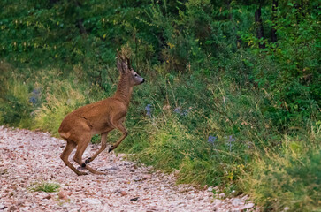 Fototapeta premium roe deer in the act of jumpingroe deer in the act of jumping