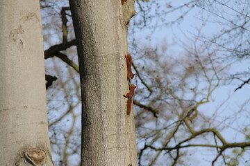 Eichhörnchen Famile