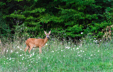 female roe deer grazing grass