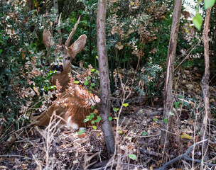 roe deer with horns in the vegetation, undergrowth
