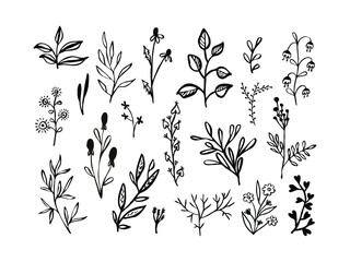 Set of hand drawn leaves, flowers and herbs. Black and white floral elements. Natural illustration with simple plants for wallpaper, scrapbooking, wrapping paper