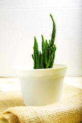 Picture of succulent and cactus that planted on a white pot on a wood table for indoor decoration