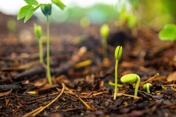 Sapling growing from the ground