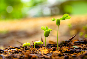 Sapling growing from the ground