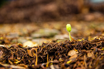 Sapling growing from the ground