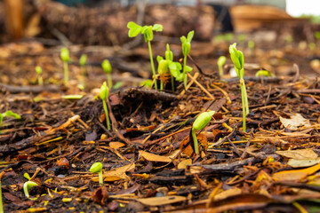 Sapling growing from the ground