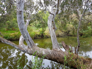 gum tree on the werribee river