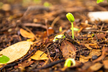 Sapling growing from the ground