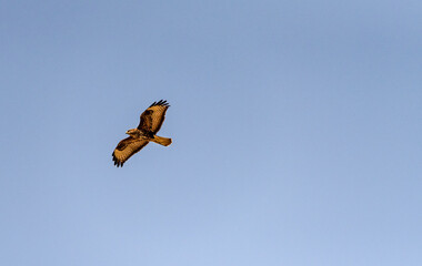 buzzard in flight, predator, blue sky background