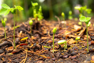 Sapling growing from the ground