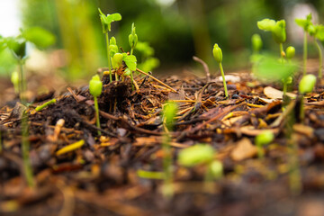 Sapling growing from the ground