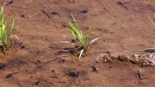 植えたばかりの稲とオタマジャクシとアメンボ