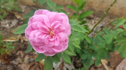 Obraz premium Beautiful bud rose flower with greenish background 