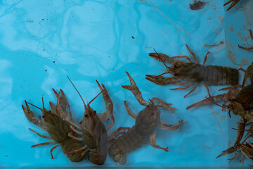 crayfish in the water, blue background
