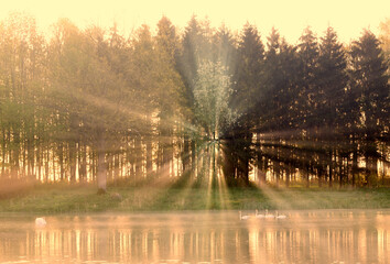 Obraz premium summer sun rays and trees