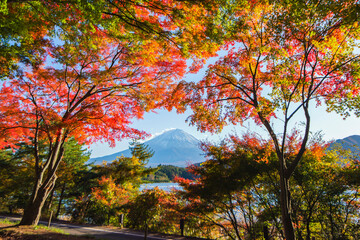 Fuji Mountain in the Colourful Maple Leaves Frame in Autumn at Kawaguchiko Lake, Japan