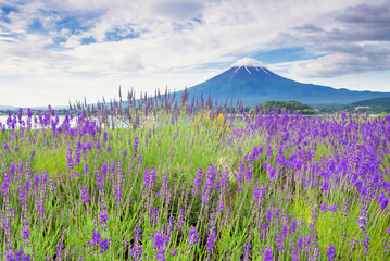 Obraz premium Fuji Mountain and Lavender Field at Oishi Park, Kawaguchiko Lake, Japan