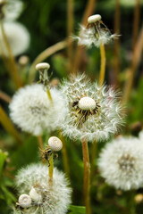 dandelion seed head