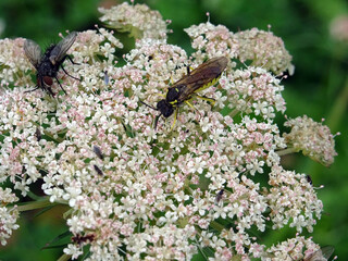 Insectes et fleurs blanches