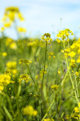 field of yellow flowers