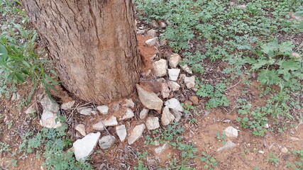 firewood in the forest