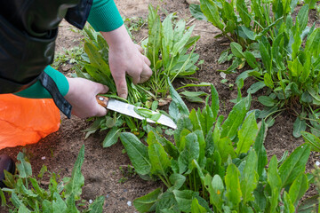Obraz premium Daylight. Garden. Sorrel grows on it. Hands cut roots and collect. Close-up