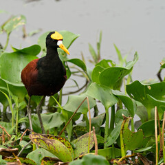 Wildlife photo of an adult Northern Jacana (Jacana spinosa) standing on plants in a lake, Costa Rica