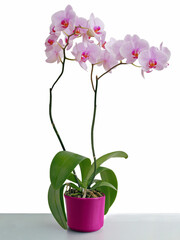 Orchid Phalaenopsis with pink flowers close up