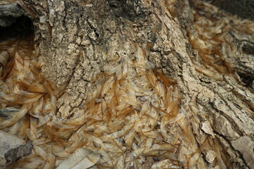 The wing of an insect that falls under a tree, tree bark texture