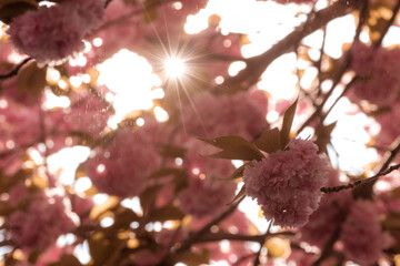 Kirschblüte Bonn