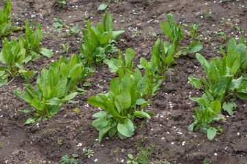 Daylight. Garden. Sorrel grows on it. Close-up,