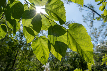 Panorami del fiume Adda tra Vaprio e Fara Gera, Lombardia