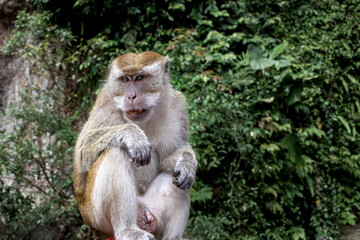 Naklejka na ściany i meble Cunning macaque