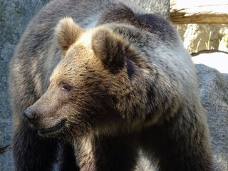 Ours brun